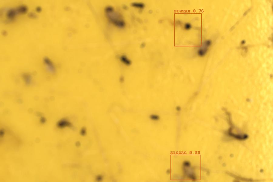 Image 21